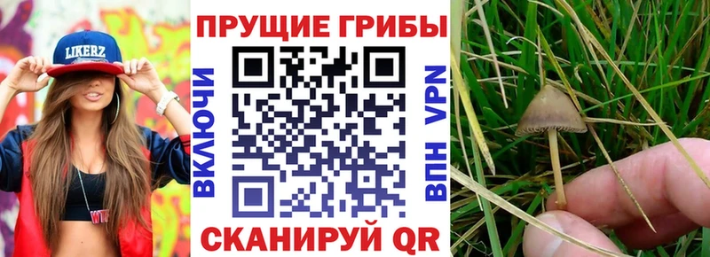 Псилоцибиновые грибы Cubensis  что такое   Лакинск 